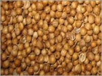 Dry Coriander Seeds Dry Coriander Seeds
