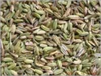 Green Fennel Seeds Green Fennel Seeds