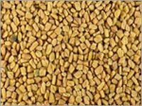 Organic Fenugreek Seed Organic Fenugreek Seed