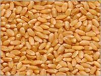 Milling Wheat Milling Wheat