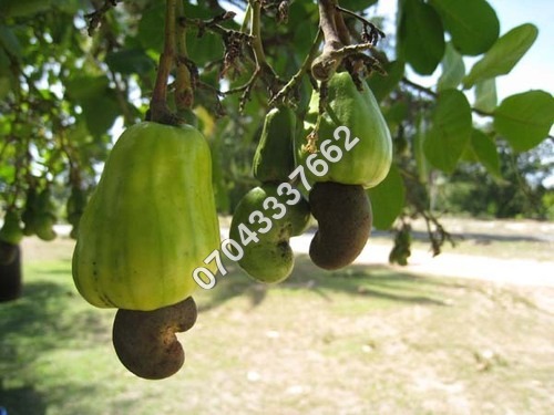 Organic Cashew Nut Organic Cashew Nut