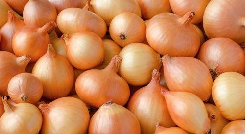 Fresh Onion Fresh Onion