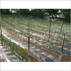 Plastic Mulching Sheet Plastic Mulching Sheet