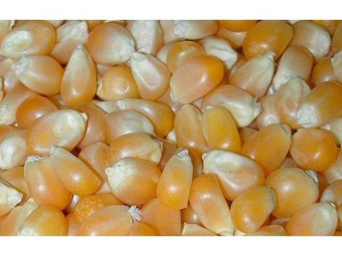 Indian Yellow Corn For Animal Indian Yellow Corn For Animal