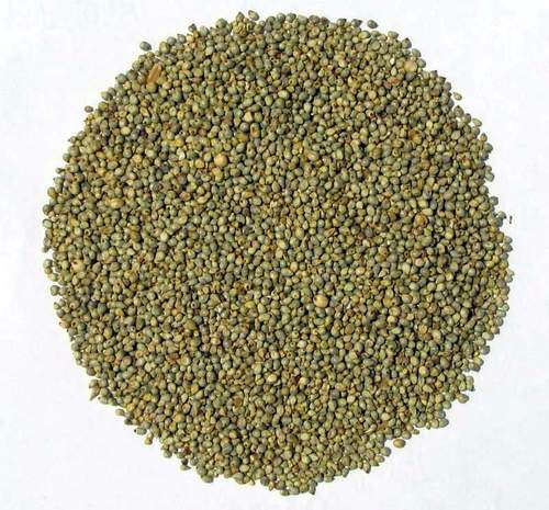 Bajra Perl Millet Bajra Perl Millet