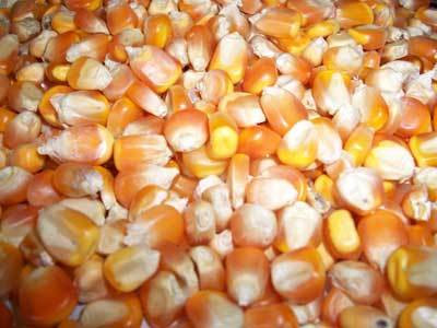 Indian Yellow Corn Grade 1 Indian Yellow Corn Grade 1