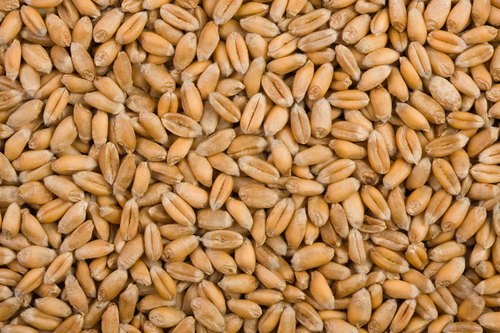 Milling Wheat Milling Wheat