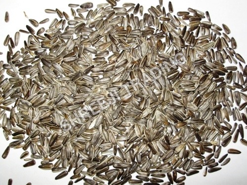 Sunflower Bird Seed Sunflower Bird Seed