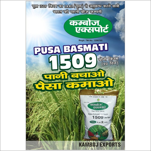 1509 Basmati Rice Seeds 1509 Basmati Rice Seeds