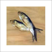 Frozen Fish Frozen Fish