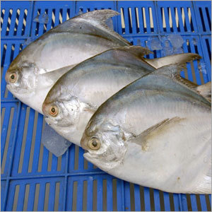 Silver Pomfret Fish Silver Pomfret Fish