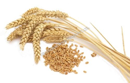 Wheat Grains Wheat Grains