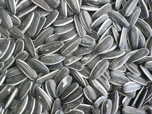 Indian Sunflower Seed Indian Sunflower Seed