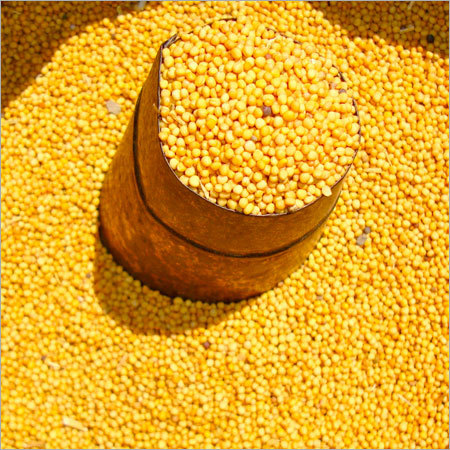 Yellow Mustard Yellow Mustard
