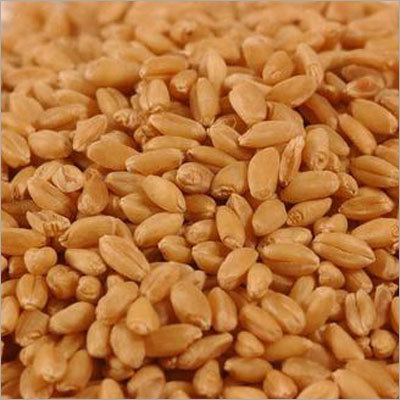 Yellow Wheat Yellow Wheat