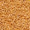Wheat Seeds Wheat Seeds