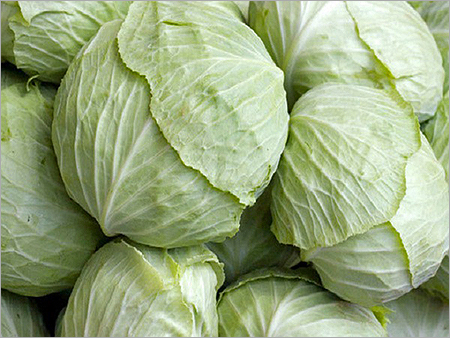 Fresh Cabbage Fresh Cabbage