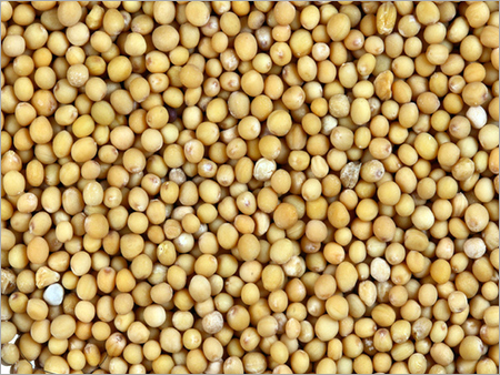Mustard Seeds Mustard Seeds