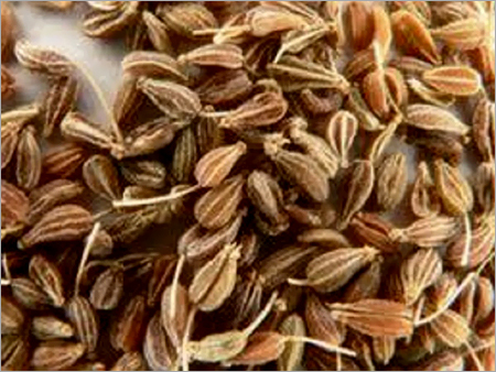 Aniseed Spices Aniseed Spices