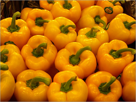 Yellow Capsicum Yellow Capsicum