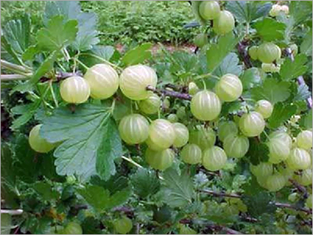 Fresh Amla Fruits Fresh Amla Fruits