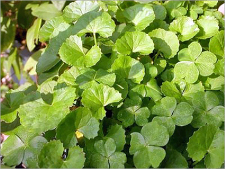 Brahmi Leaf Brahmi Leaf
