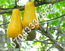 Raw Cashews Raw Cashews