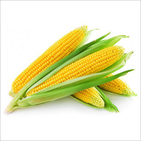 Yellow Corn Yellow Corn