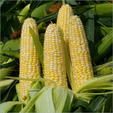 Fresh Yellow Corn Fresh Yellow Corn