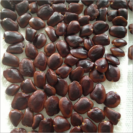 Indian Tamarind Seed Indian Tamarind Seed