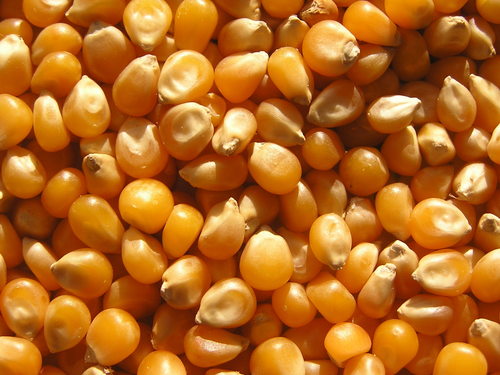 Maize Seeds Maize Seeds