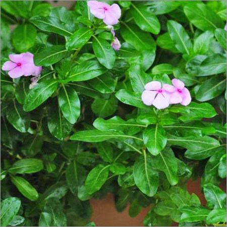 Herbal Periwinkle Herbal Periwinkle