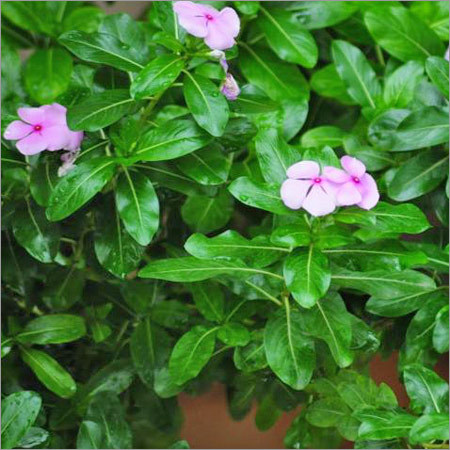 Herbal Medicine Periwinkle Herbal Medicine Periwinkle