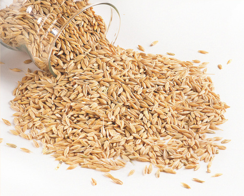 Barley Barley