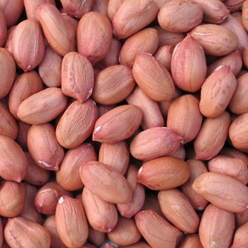 Groundnut Java Groundnut Java
