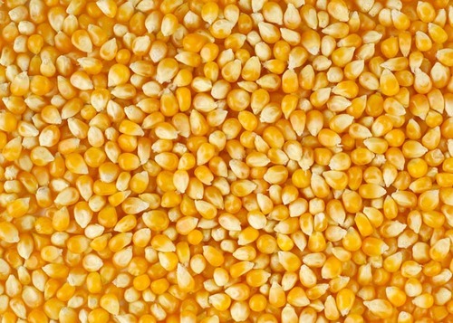 Yellow Maize Seeds Yellow Maize Seeds