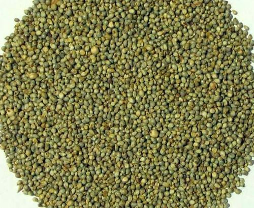 Millet Seeds Millet Seeds