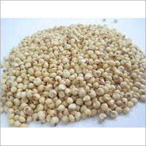 Sorghum Seeds Sorghum Seeds