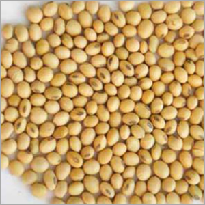 Soybean Seeds Soybean Seeds
