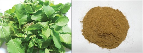 Tulsi plant Tulsi plant