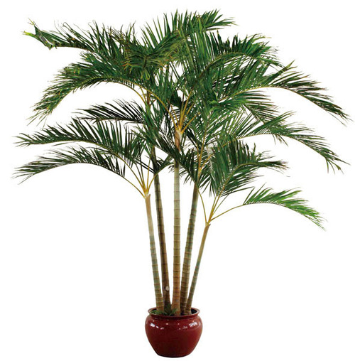 Giant Areca Palm Giant Areca Palm