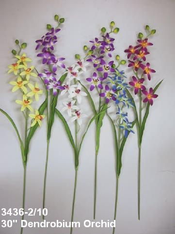Orchid di Dendrobium Orchid di Dendrobium