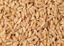 Wheat Wheat