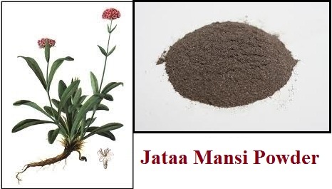 Jatamansi Powder Jatamansi Powder