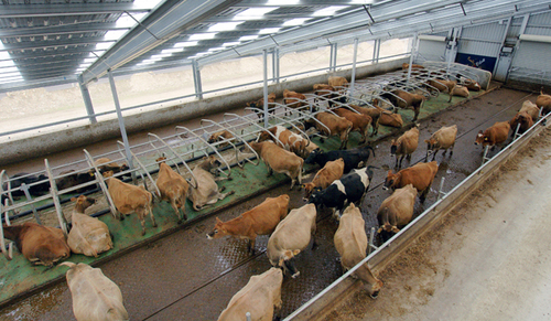 Dairy Sheds Dairy Sheds