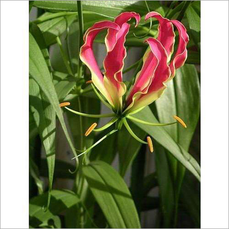 Gloriosa Superba Gloriosa Superba