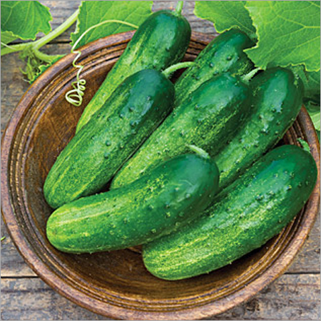 Fresh Cucumber Fresh Cucumber