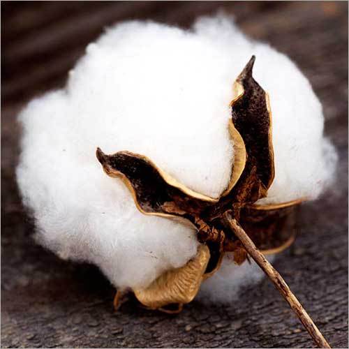 Raw Cotton Raw Cotton