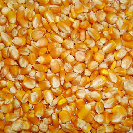 Yellow Maize Yellow Maize