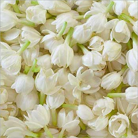 Jasmine Flowers Jasmine Flowers